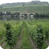 s5cMosel1688