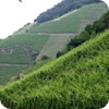 s5cMosel1699
